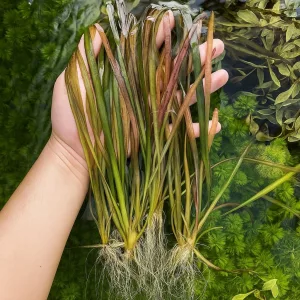Leopard Vallisneria – Aquarium Plant