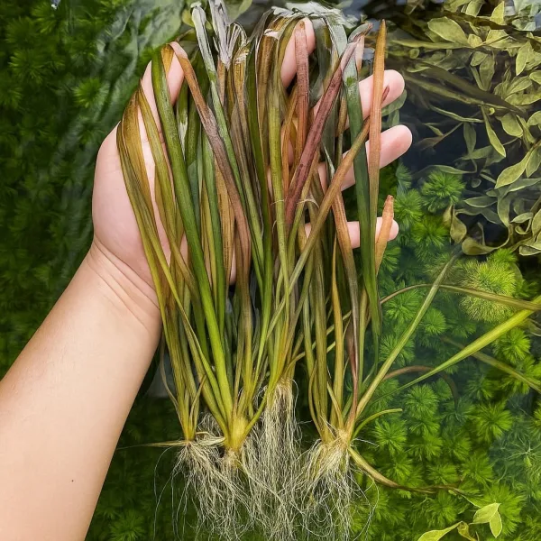 Leopard Vallisneria – Aquarium Plant