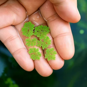 Azolla (Fairy Moss) Floating plant