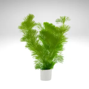 Cabomba – Aquarium plant (6)