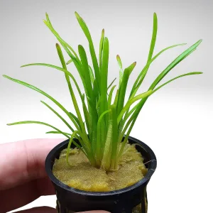 Dwarf Sagittaria