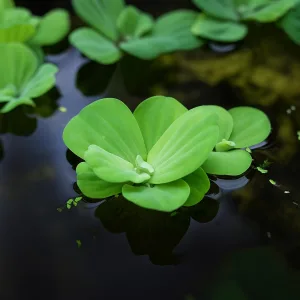 Dwarf Water Lettuce
