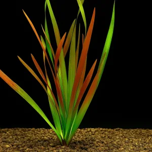 Giant Rubra Vallisneria – Aquarium Plant