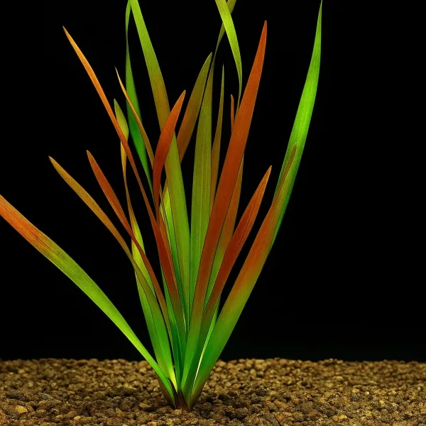 Giant Rubra Vallisneria – Aquarium Plant