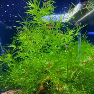 thumbnail interactive-video image 1 of BUY 2 GET 1 FREE – Guppy Grass Najas Guadalupensis – Live Aquarium Plants – Freshwater 1 of 6