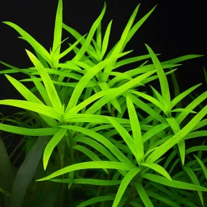 Star Grass – Foreground Aquarium Plant