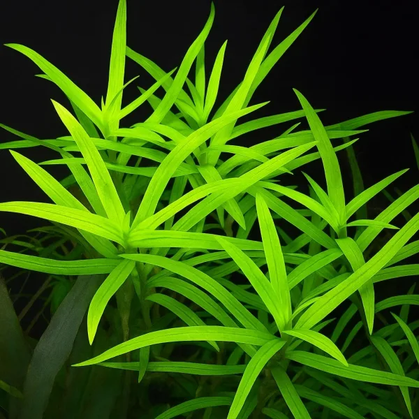 Star Grass – Foreground Aquarium Plant