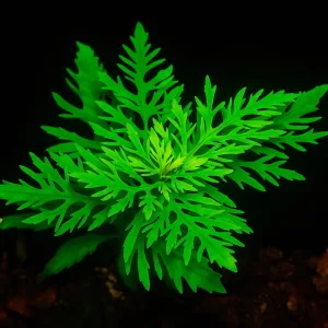 Water Wisteria Aquarium Plant