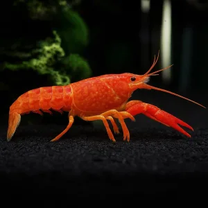 Crayfish | Lobster