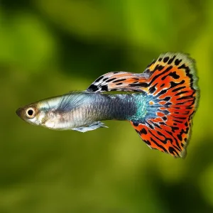 Guppy Fish