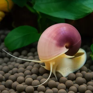 Mystery Snail