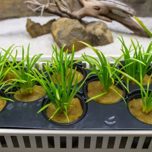 Dwarf Sagittaria