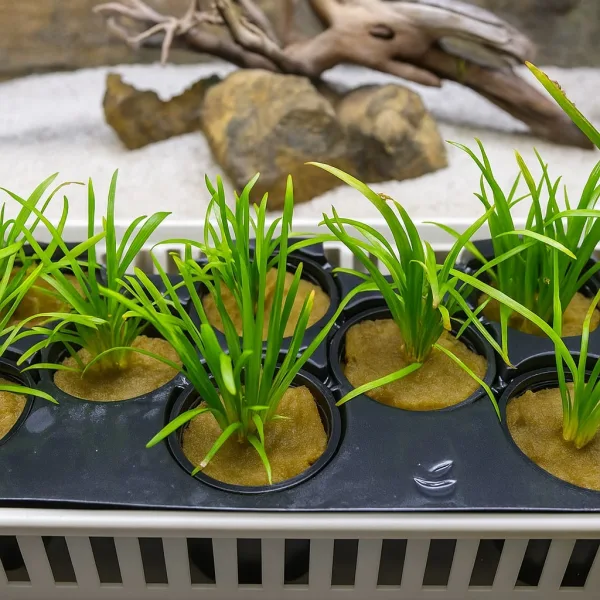 Dwarf Sagittaria