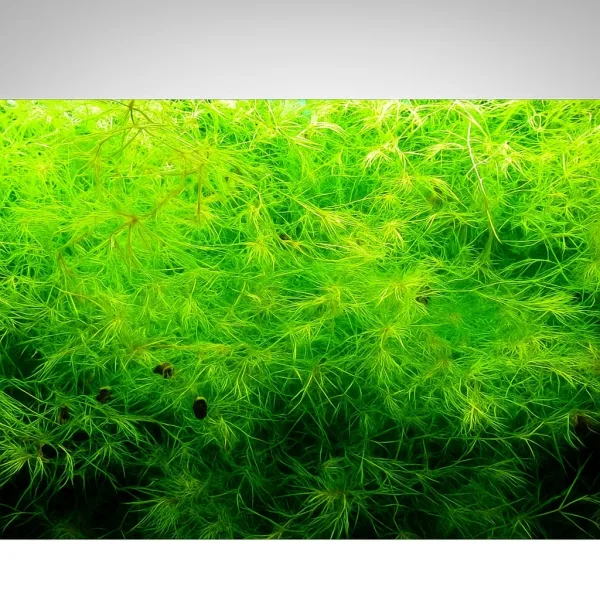 Guppy Grass (Naja Grass)
