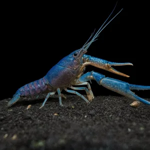 Crayfish | Lobster