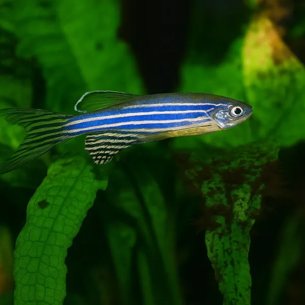 Danio Fish