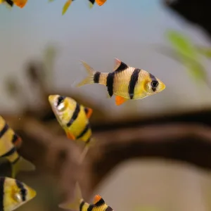 Tiger Barb Fish