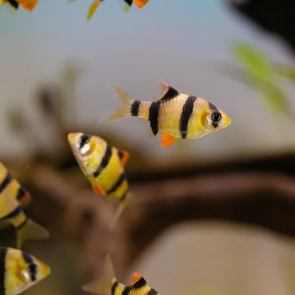 Tiger Barb Fish