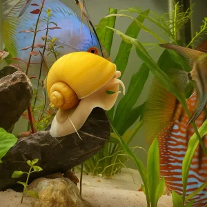 Mystery Snail