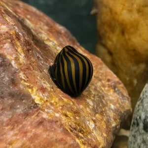 Zebra Nirate Snails
