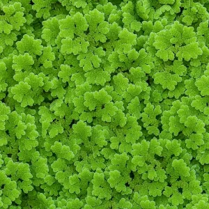 Azolla (Fairy Moss) Floating plant
