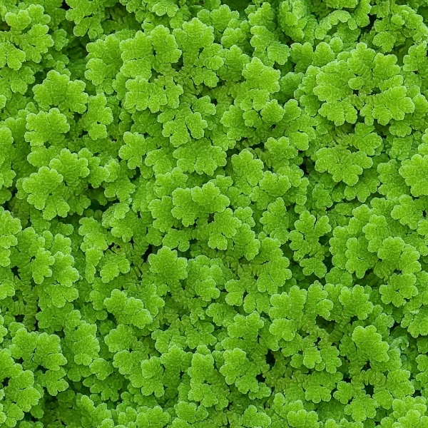 Azolla (Fairy Moss) Floating plant