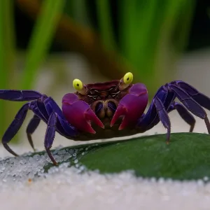 Vampire Crab | Semi Aquatic