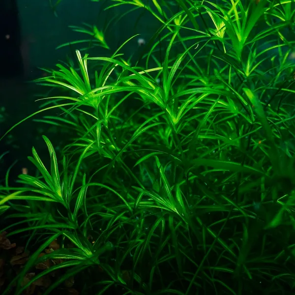 Guppy Grass (Naja Grass)