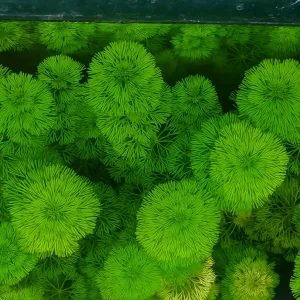 Limnophila – Aquarium Plant