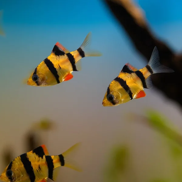 Tiger Barb Fish