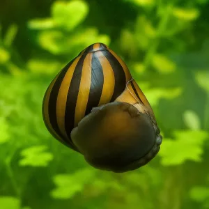 Zebra Nirate Snails