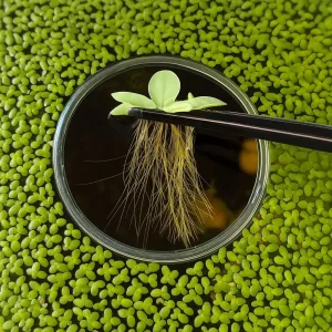 Dwarf Water Lettuce