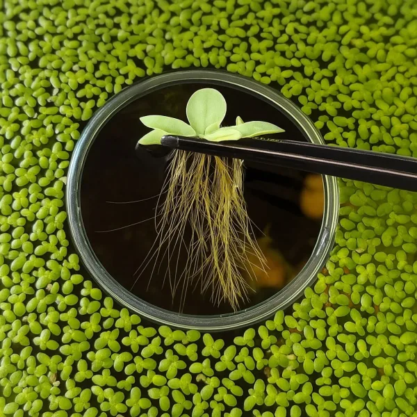 Dwarf Water Lettuce