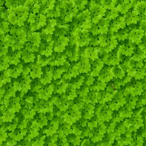 Azolla (Fairy Moss) Floating plant