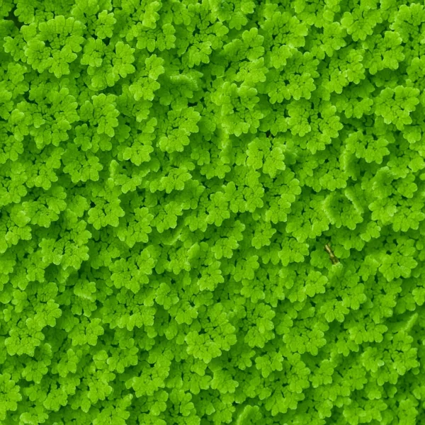 Azolla (Fairy Moss) Floating plant