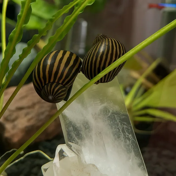 Zebra Nirate Snails
