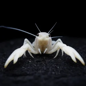 Crayfish | Lobster