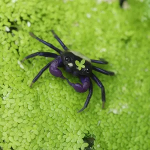 Vampire Crab | Semi Aquatic