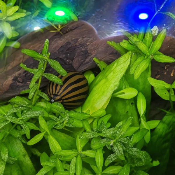 Zebra Nirate Snails