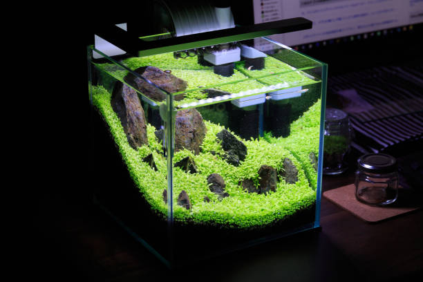 Small Aquarium