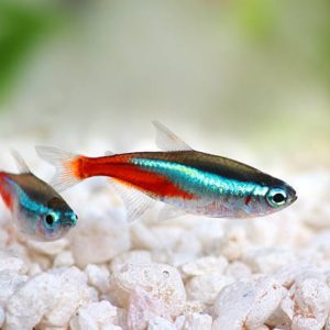 Neon Tetra