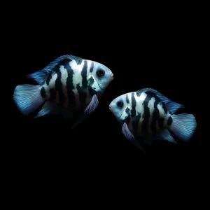 Polar Parrot Cichlid