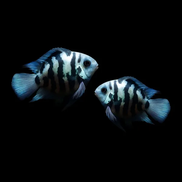 Polar Parrot Cichlid