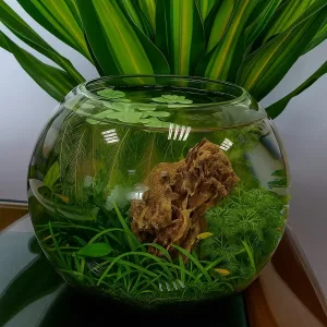 6L Aquascape Planted bowl
