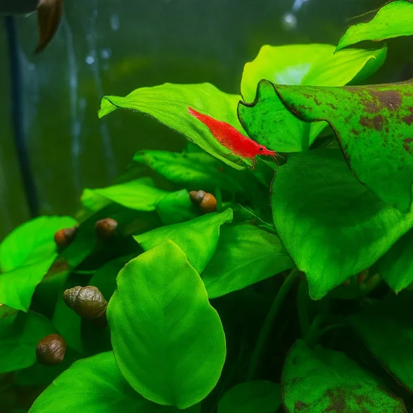 Red Cherry (Neocaridina) Shrimps