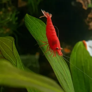 Red Cherry (Neocaridina) Shrimps