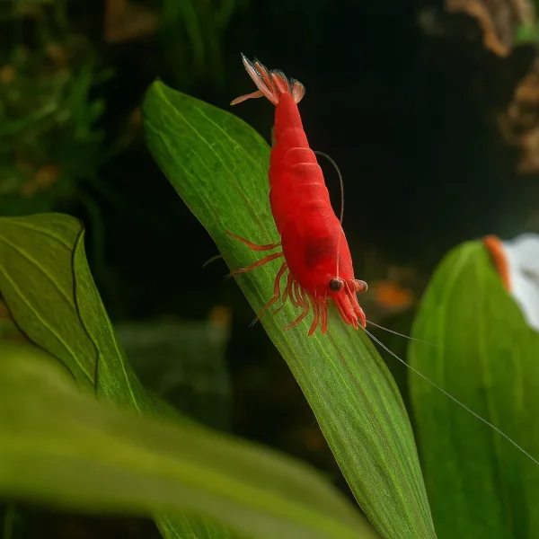 Red Cherry (Neocaridina) Shrimps