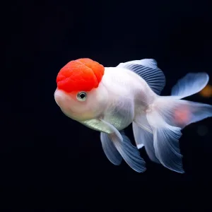 Red Cap Oranda Goldfish