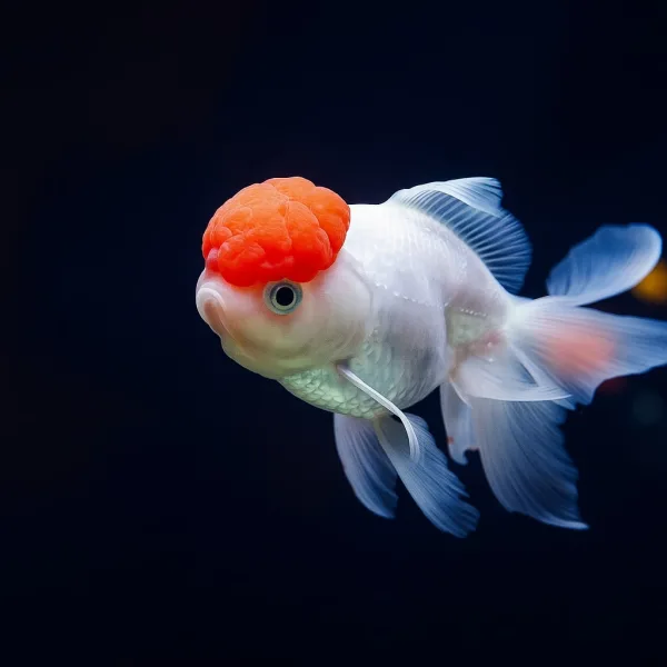 Red Cap Oranda Goldfish