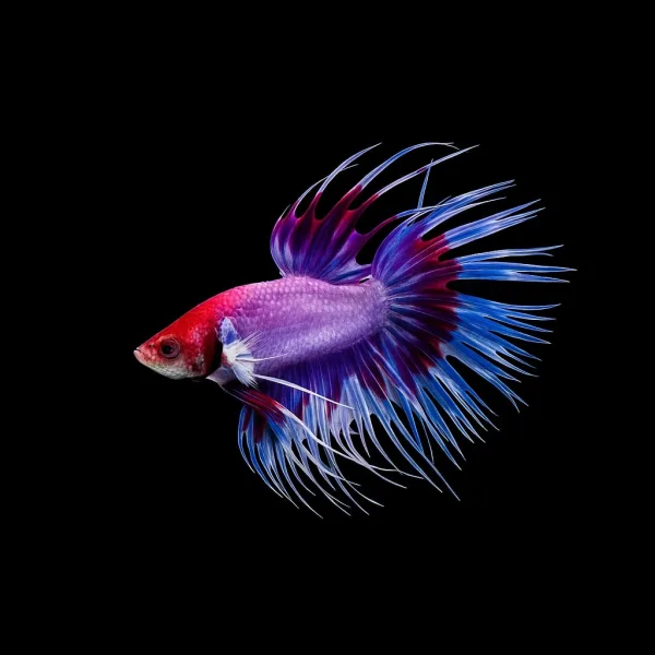 Crown Tail Betta